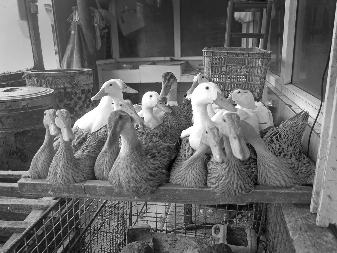 Ducks in the farmers' market on their last day.