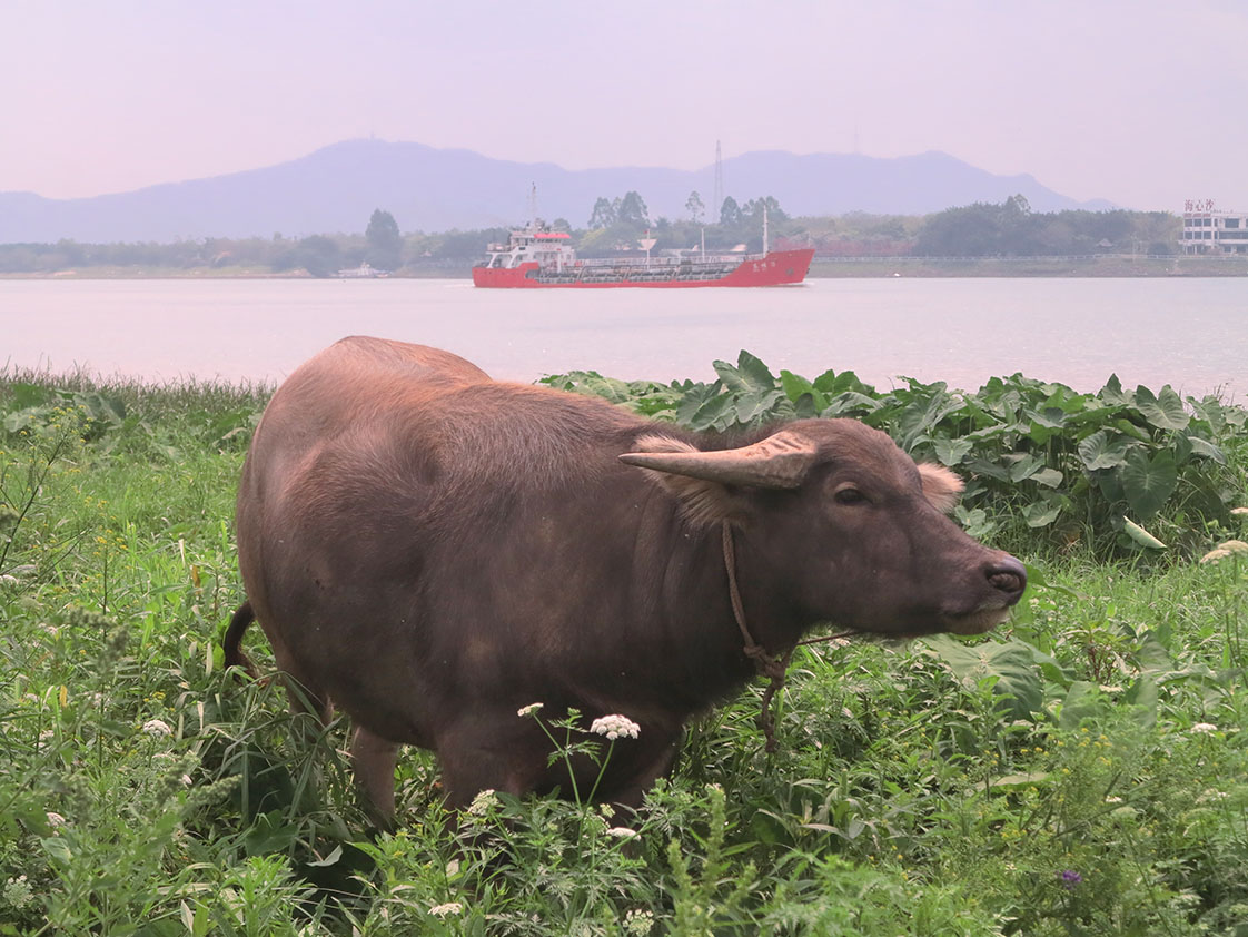 By the Pearl River in Guangzhou we are greeted by a water buffalo. (Jock Lauterer photo)